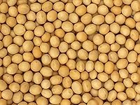 Vista 1 de Soja de alta calidad sin OMG (5 libras) - Ideal para leche de soja y tofu - Producto de Estados Unidos