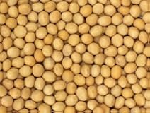 Premium Grade Non-GMO Soybeans (5 Pounds) - Great for Soy Milk and Tofu - Product of USA