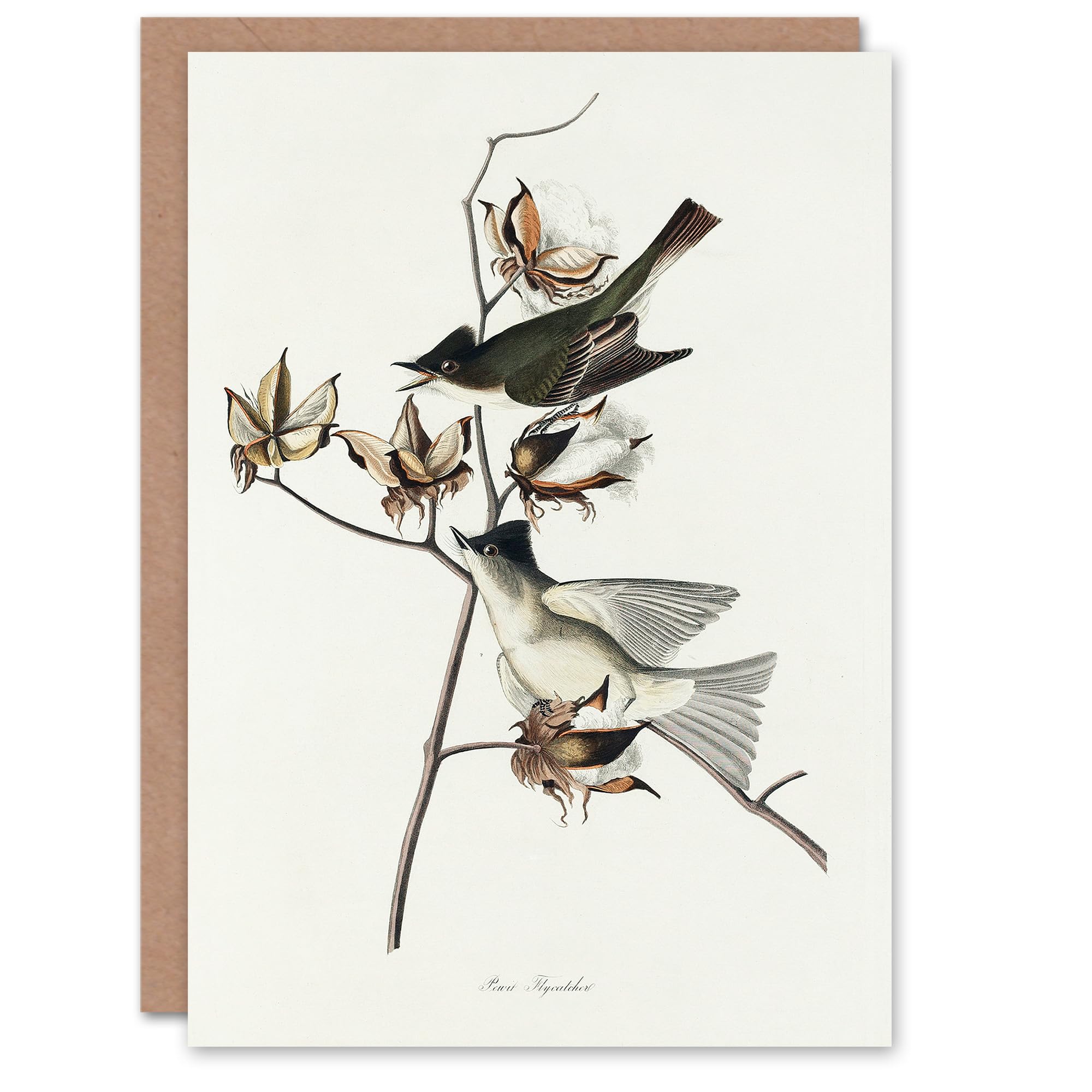 Artery8 John James Audubon Art Card Pewit Flycatcher Birds