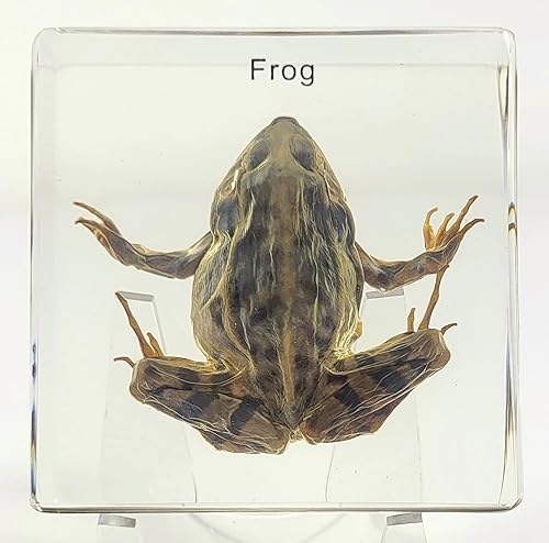 Miniatura 10 de 5.5" Murciélago real con alas abiertas en resina de lucite transparente, especímenes de artesanía, pisapapeles preservado, colección de taxidermia