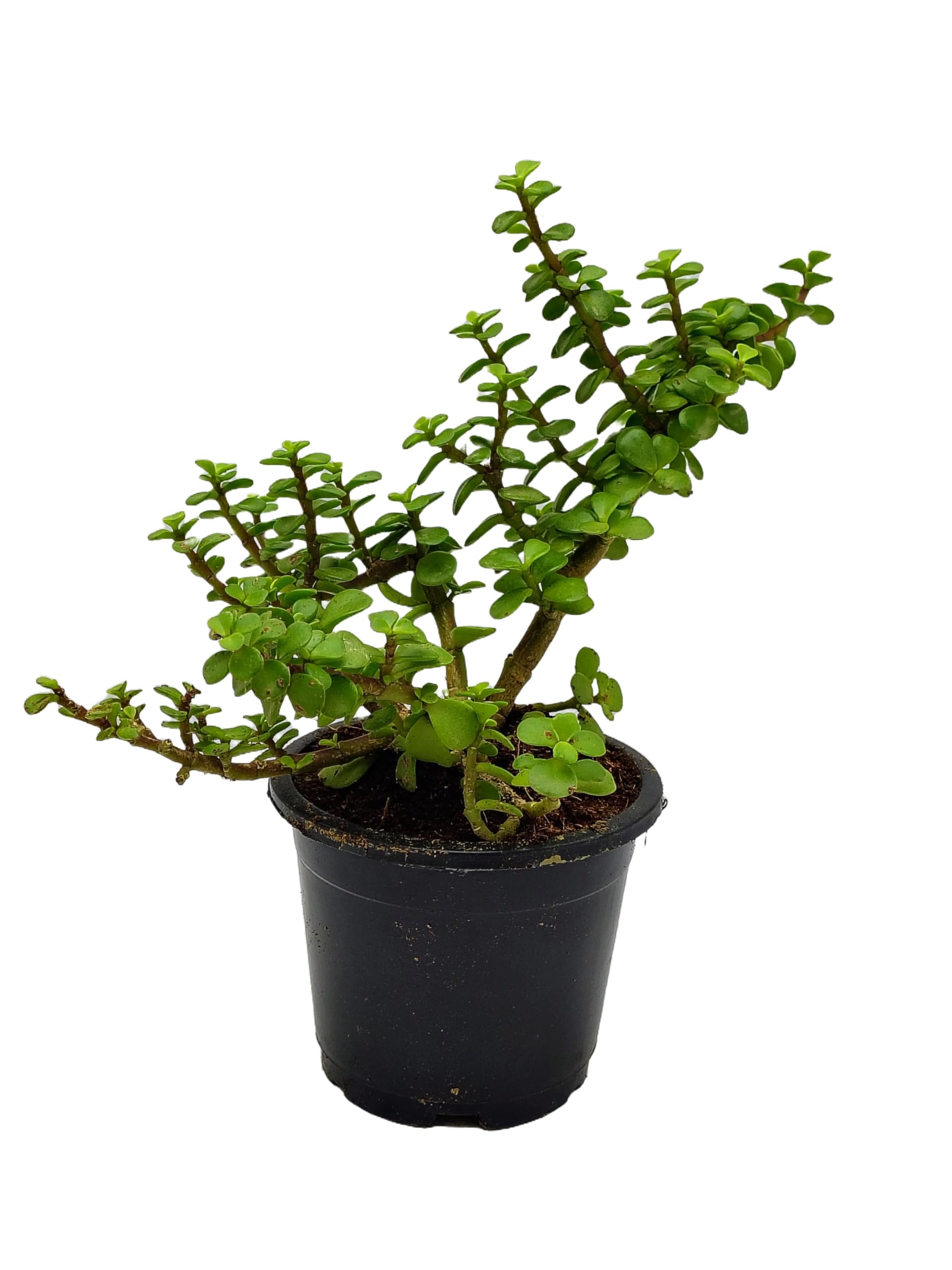 Gravendo Jade plant indoor live plant big size, big size plant for indoor jade plant (pack of 1) (B0BTVZK48S) Amazon Price History, Amazon Price Tracker