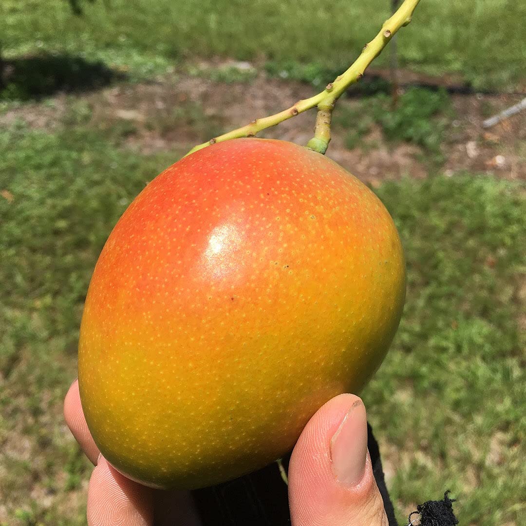 Buy Mango Tree Live Fruit Tree in a 3 Gallon Pot Mangifera Indica