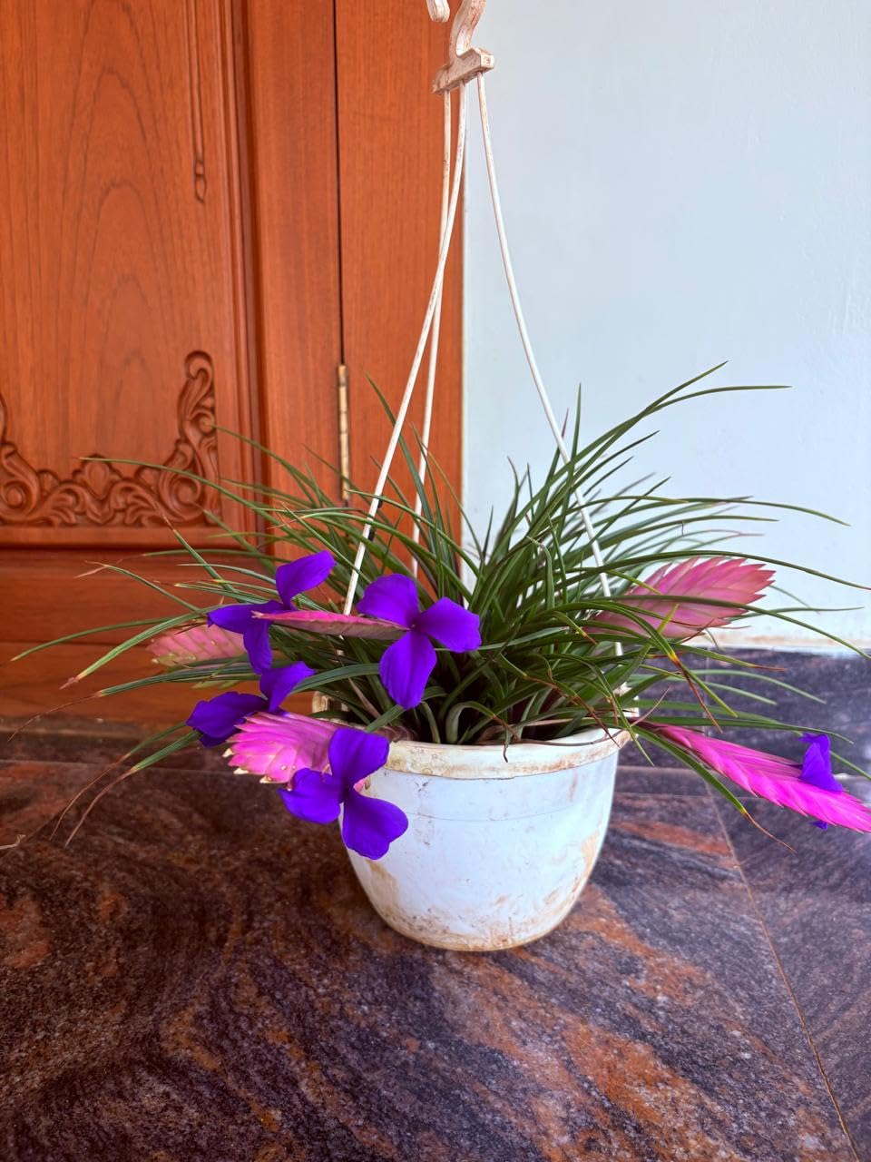 Tillandsia Cyenea Pink Quill Plant for Home, Balcony & Outdoor