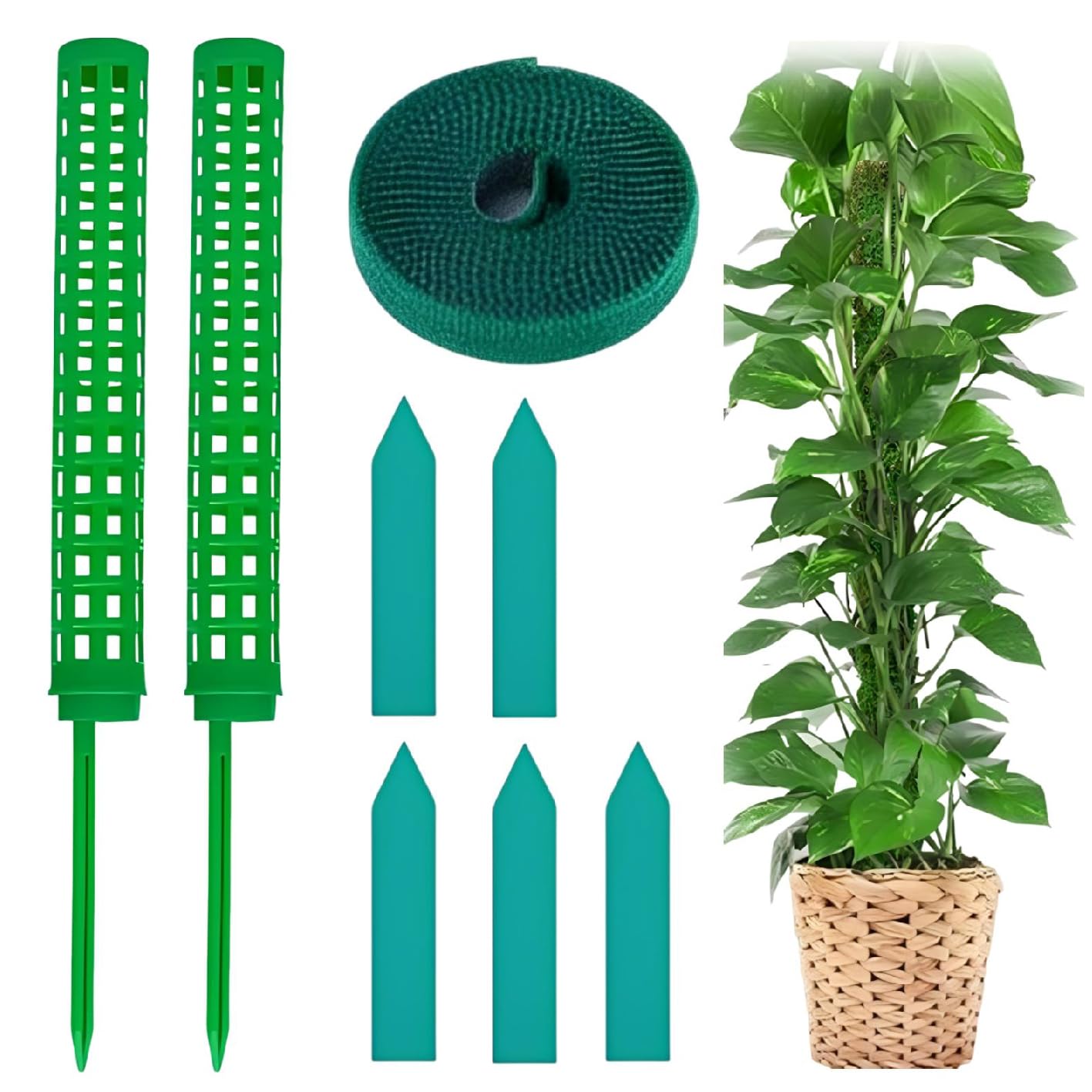 その他観葉植物 masa Amazon | 【園芸アドバイザー監修】 fogman モスポール 支柱 観葉植物