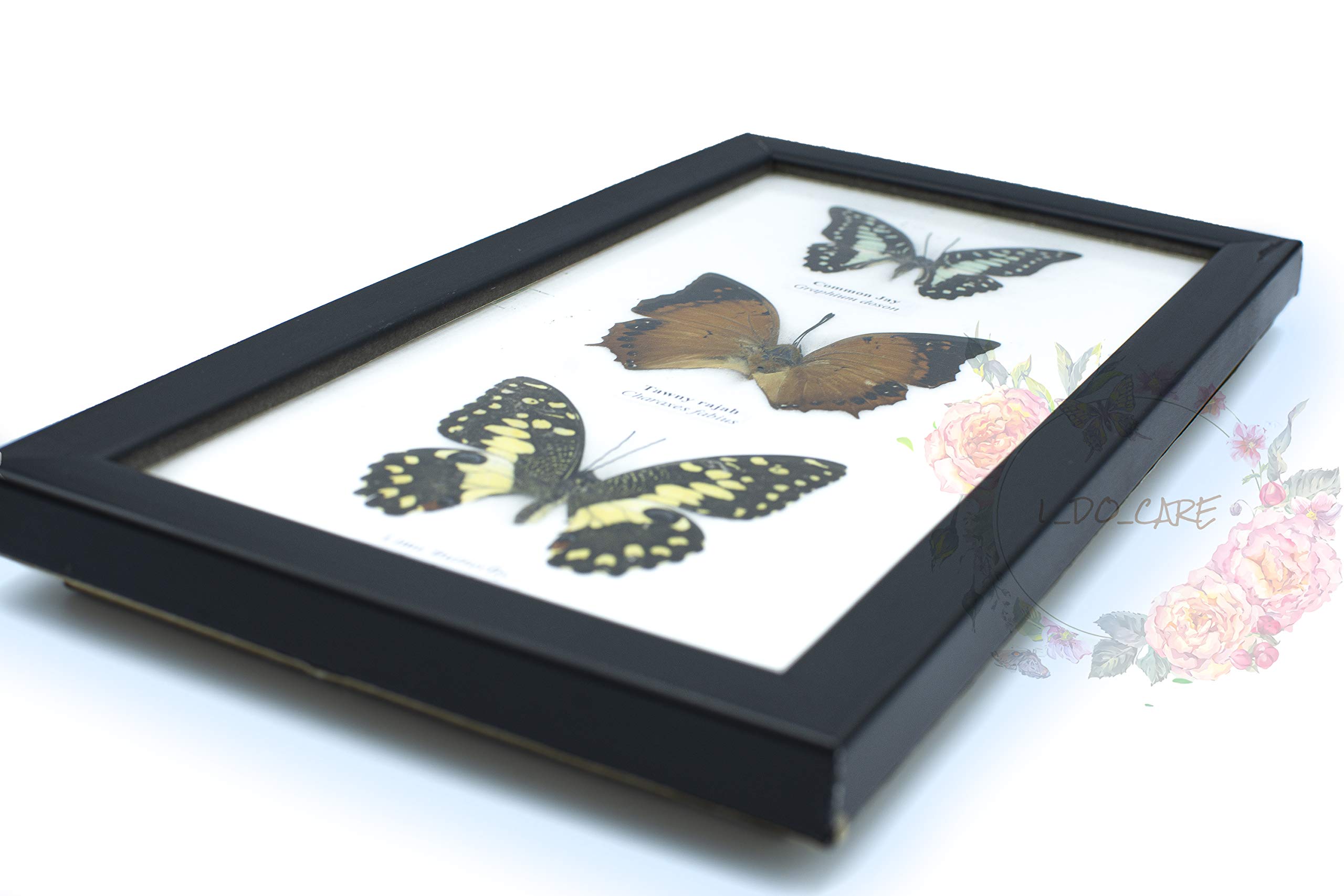 Amazon.co.jp: Butterfly Mix 3 コモンジェイ X タウニー ラジャ X 