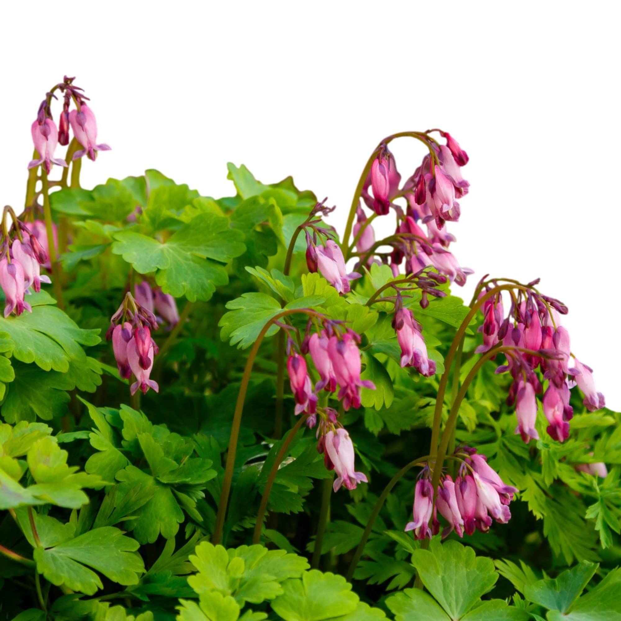 Easy to Grow Dicentra Pacific Bleeding Heart Formosa Bareroot