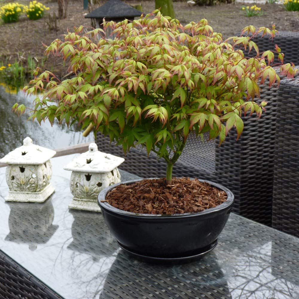 Acer palmatum 'Little Princess' Potted Plants Japanese Maple Hardy Tree Flowering Garden Plants Easy to Grow Your Own 1 x 3 litre Pot by Thompson and Morgan
