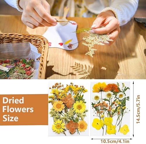 Miniatura 9 de Flores secas prensadas, flores blancas naturales prensadas para manualidades, juego de hojas pequeñas de flores reales para resina, bricolaje,