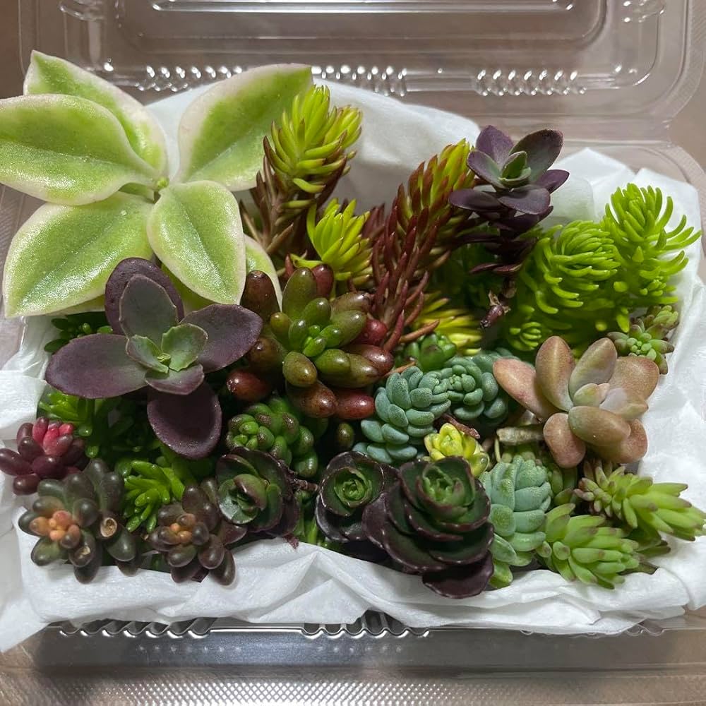 多肉植物　寄せ植え♩°＊ 多肉植物寄せ植え 一寸鉢セットA 多肉植物 ちいさな多肉屋Rinrin
