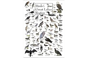 Backyard Birds of Michigan Poster: Region Photo and Description