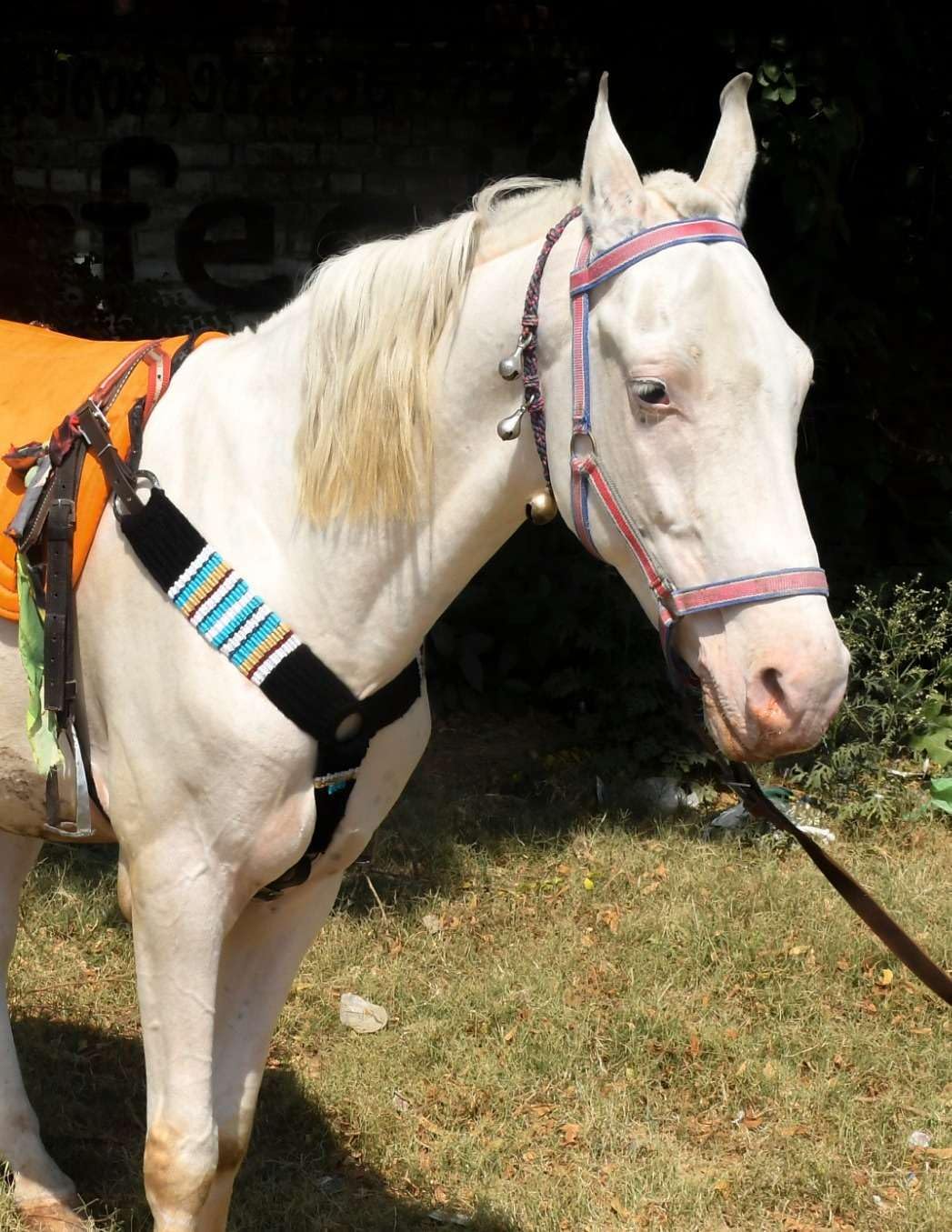 Cheval's International Wełniana ręcznie robiona obroża na piersi z moheru do akcesoriów do jazdy konnej (wielokolorowa_Full_Design7)