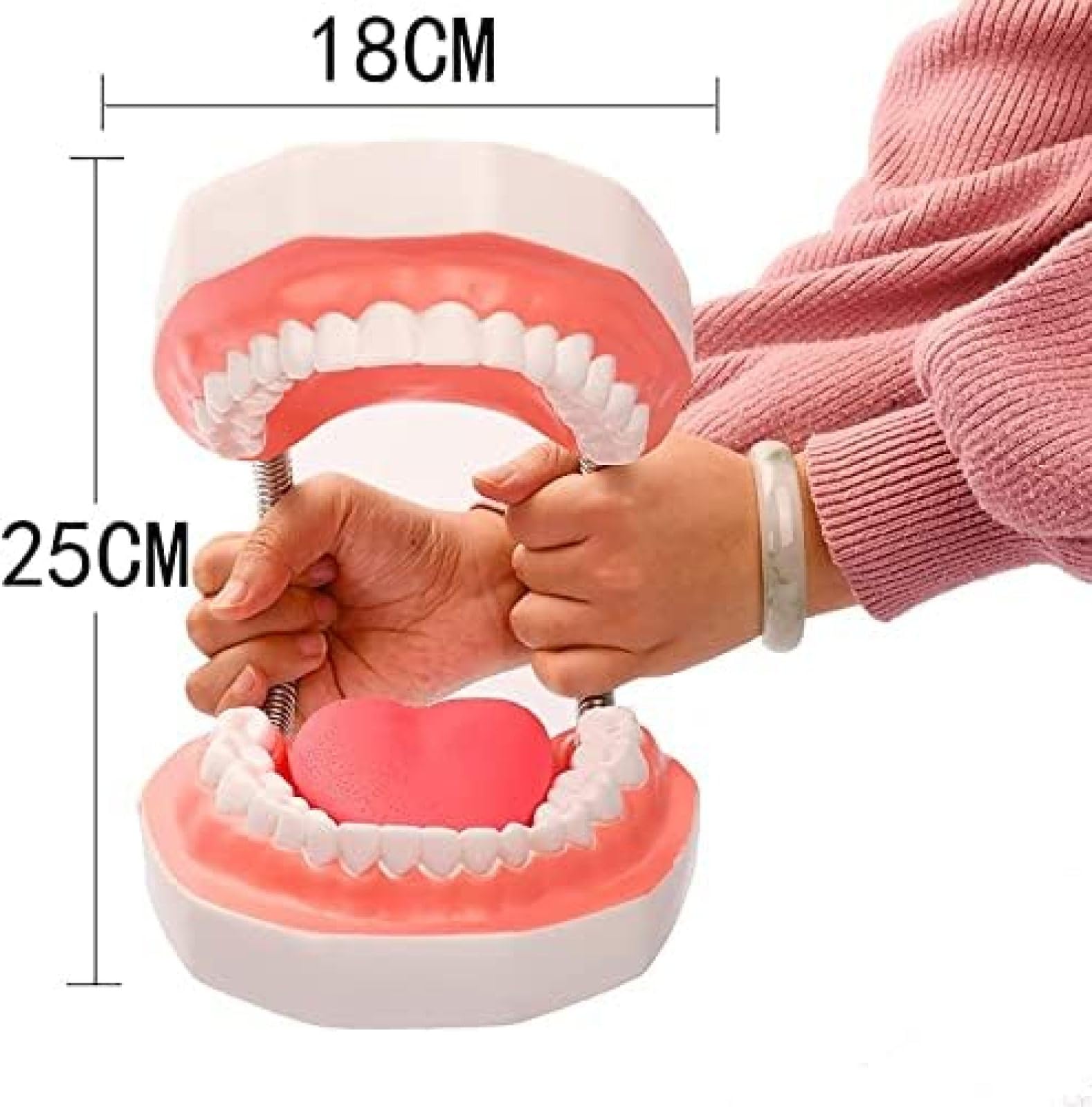 Modèle D'enseignement Dentaire, Modèle D'anatomie Dentaire Amovible, Modèle De Prothèse De Démonstration Typodont Adulte pour l'enseignement, L'étude, L'affichage, La Communication avec Le Patient