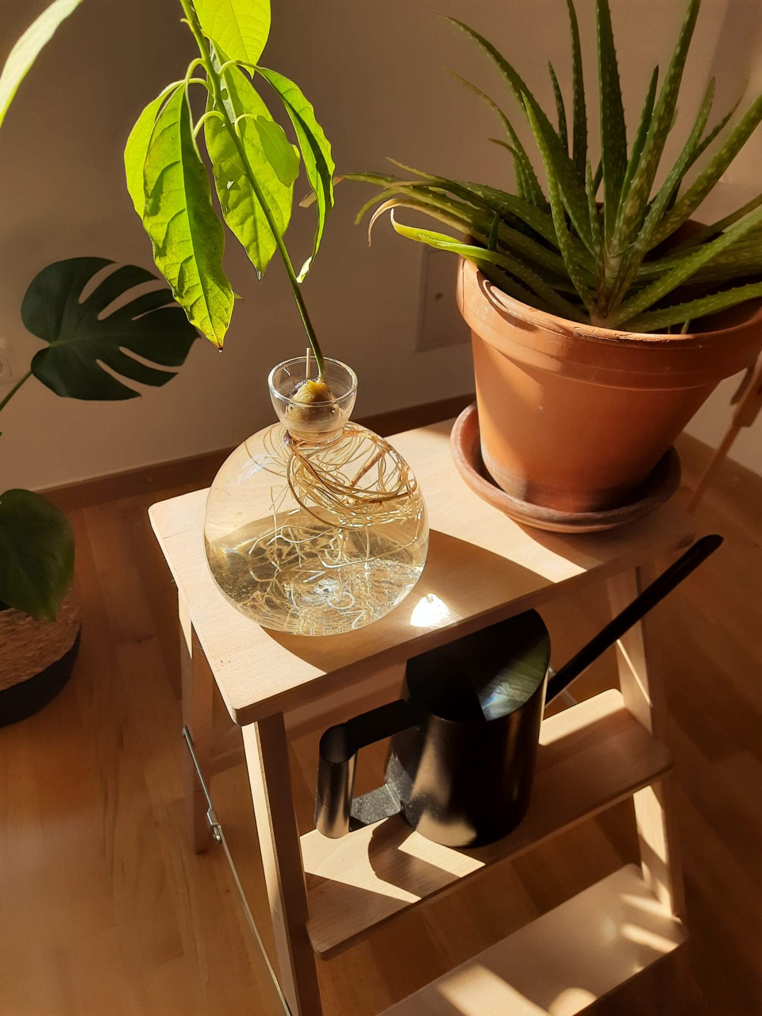 AGONIS® Aufzucht-Glas für Avocados und Kastanien | Hochwertiges Keimglas, besonderes Garten Geschenk, Aufzuchtset für Kerne, Samen, Keime