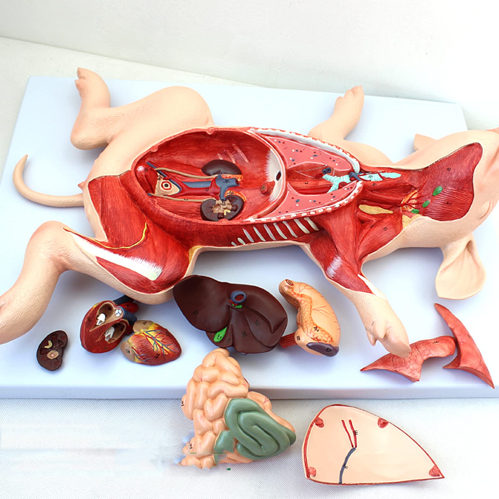 Modele anatomiczne, Zarodek świni, narządy, wewnętrzne, mięśnie, nerwy
