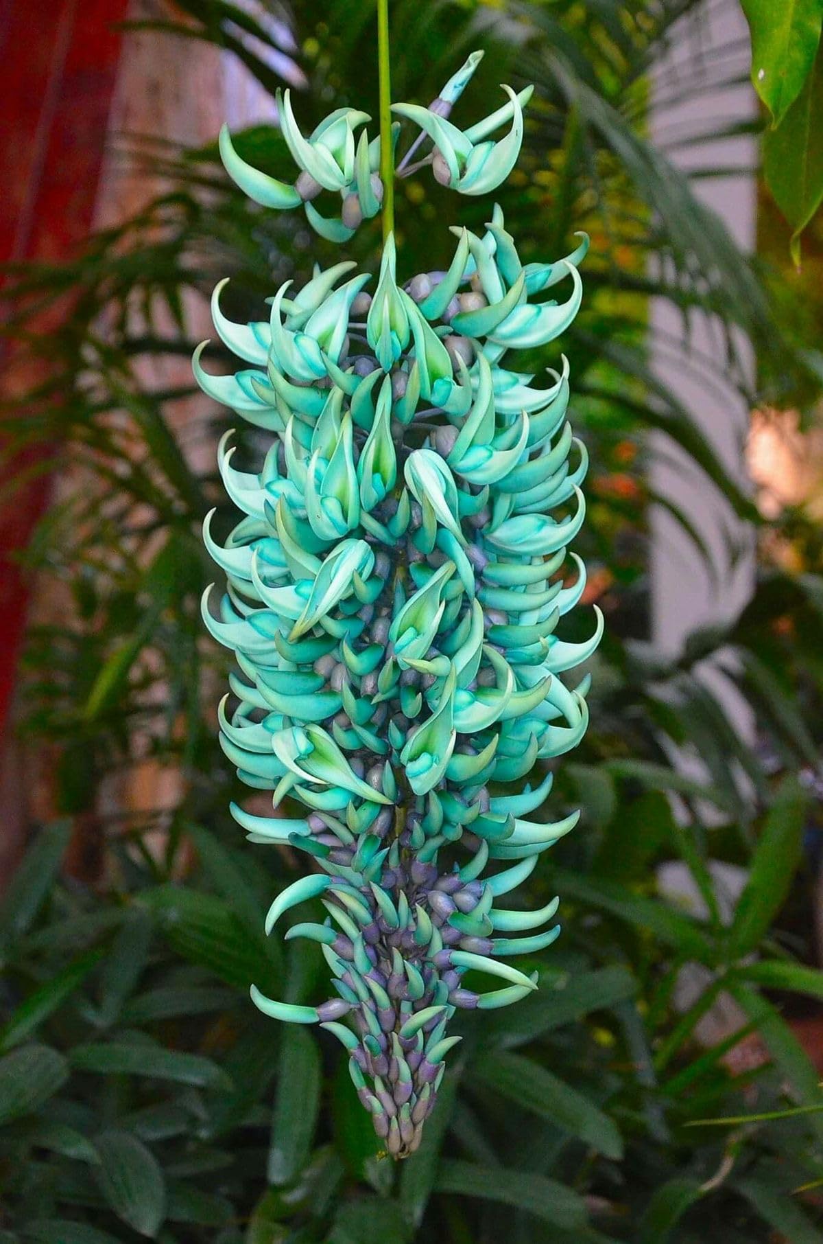SVG®Jude vine flower seeds For Your Home & Garden pack of 50 to 80 seeds (SKY BLUE) (B0D46SCVQD) Amazon Price History, Amazon Price Tracker