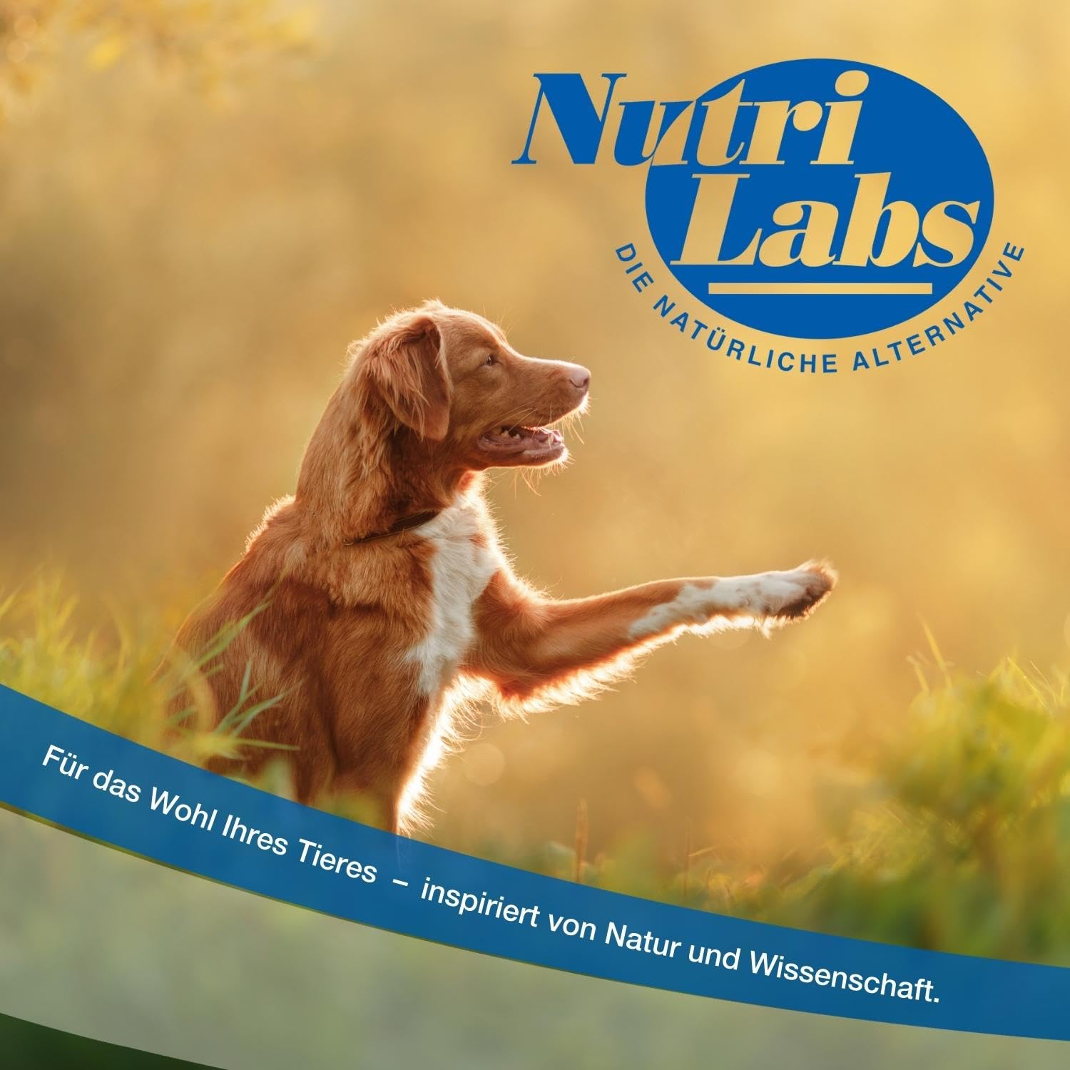 NutriLabs Canicox-HD Gelenktabletten für Hunde zur Unterstützung bei Gelenksproblemen mit Glucosamin, Chondroitin & Acid Protect Hund Magenkräuter Kautabletten zur Unterstützung