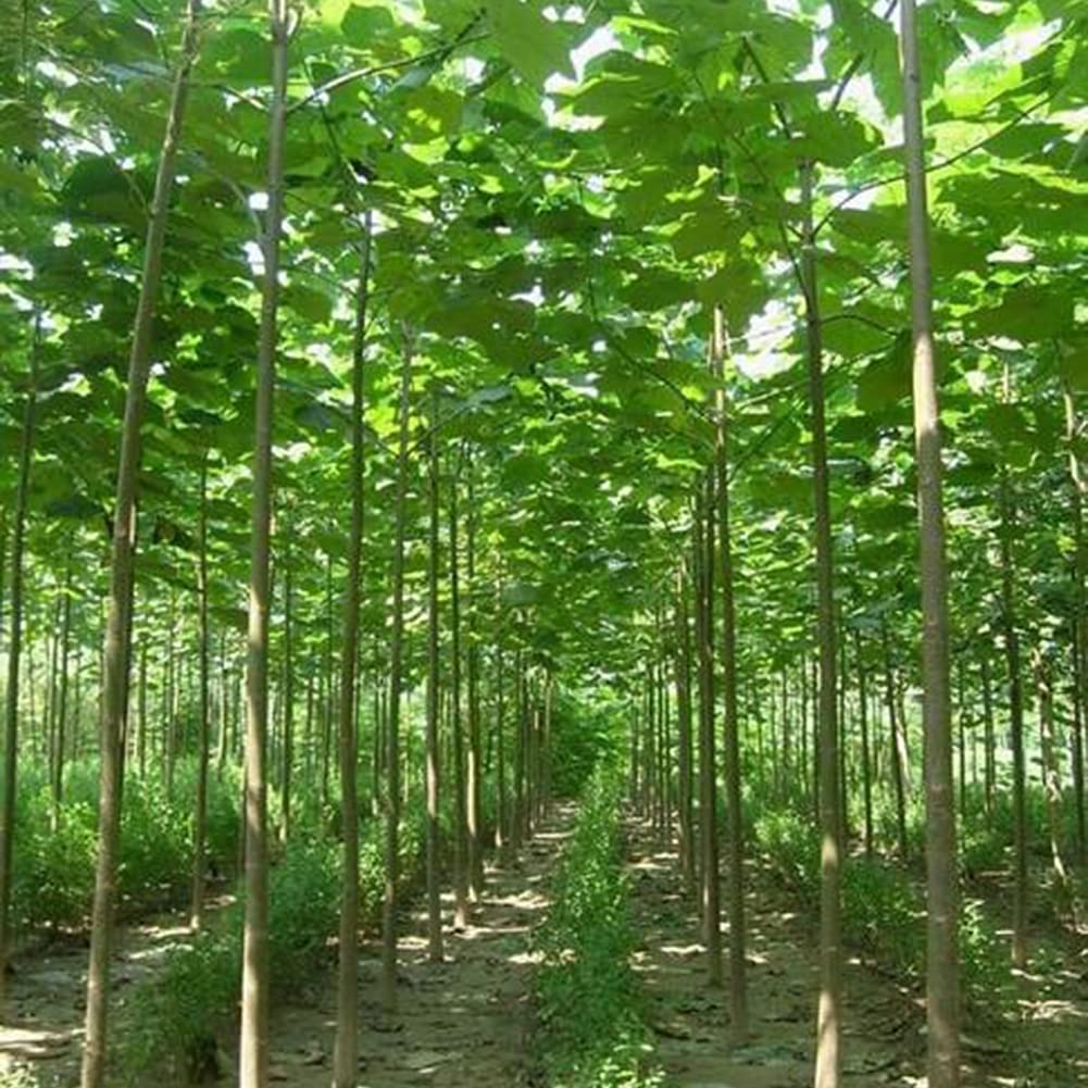 Saterkali Nasiona Paulownia Elongata, 100 szt. Nasiona Paulownia Elongata Las Szybko rosnące drzewo Roślina ogrodowa do domu Nasiona Paulowni