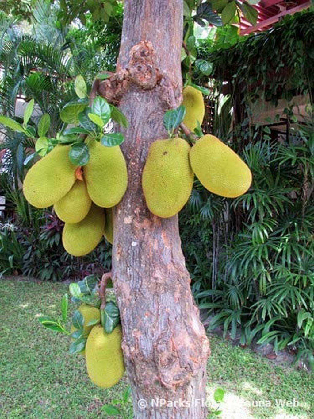 Creative Farmer Live Plant Jack Fruit (Gum Less) Plants Outdoor Firm Fleshed All Season