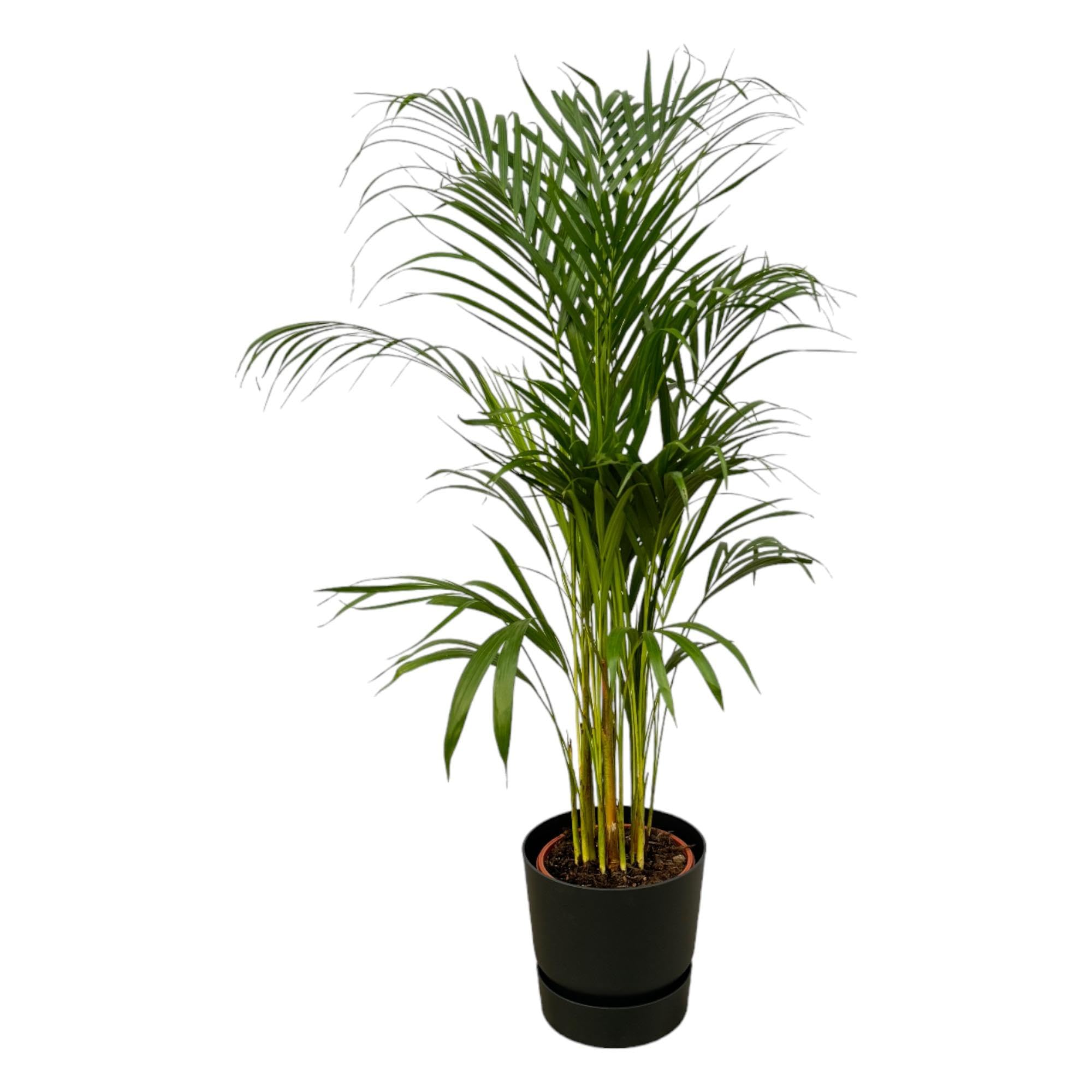 Naturalna Palma Areka, Roślina doniczkowa, zielona, 110 cm z czarną doniczką