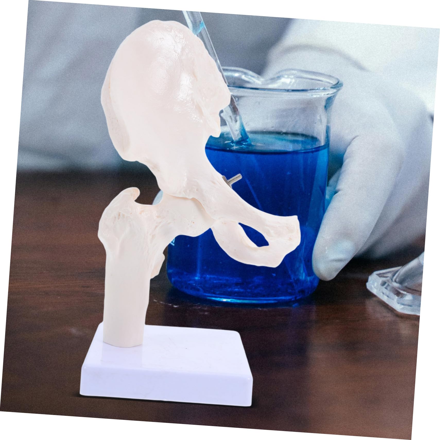 PRETYZOOM Modelli Scheletro Umano Scheletri Articolazione Anca Strumenti Didattici per Studio Ossa Modello Scheletro Mobile per Anatomia
