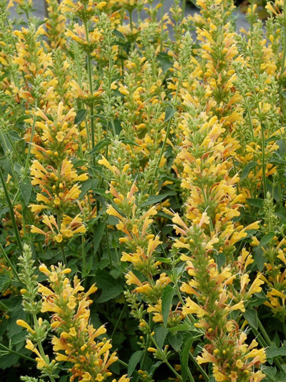 Agastache x Kudos Yellow