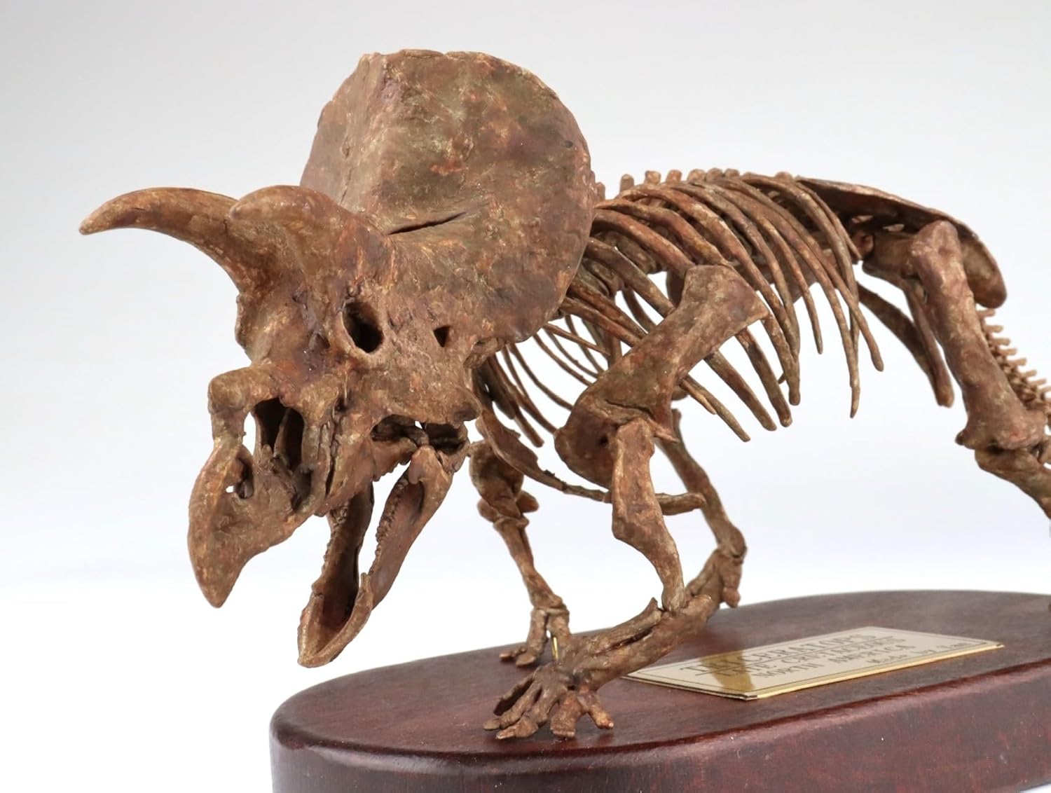 1:35 Scale Triceratops Skeleton Model 3D Printed Dinosaur Decor