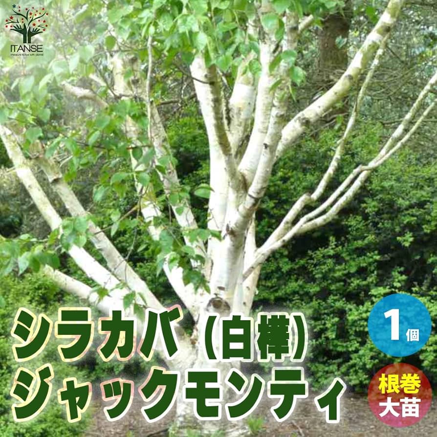 白樺 成木 小苗10本付 中型 落葉樹 緑の葉 白樺 成木 小苗10本付 中型