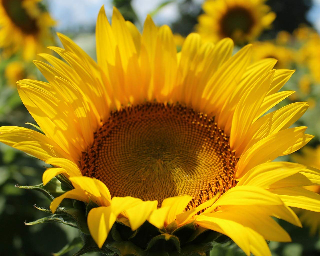 SeedsUA - Sunflower Ornamental Yellow Outdoor Annual Garden Cut