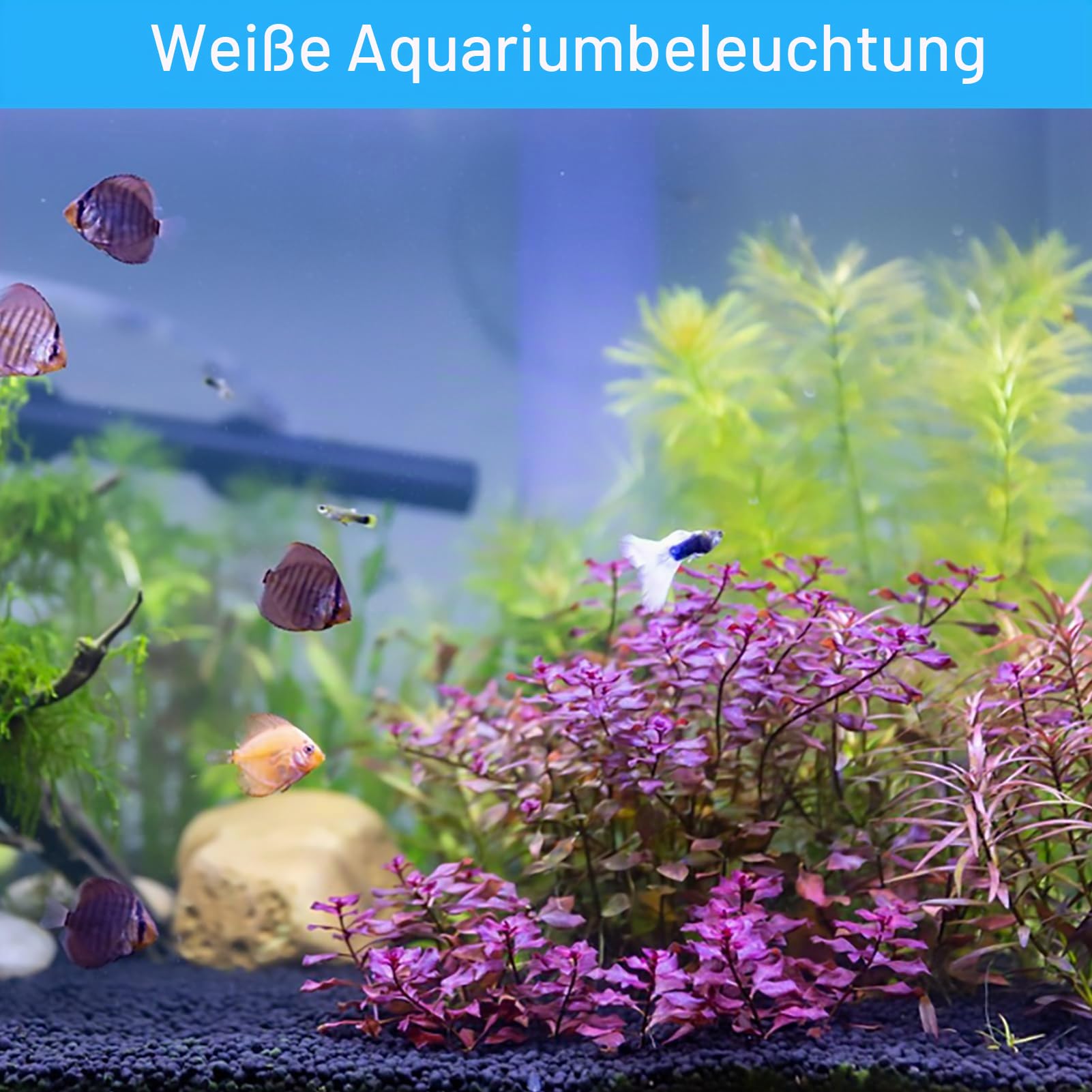 Unterwasserbeleuchtung Unterwasserleuchte Strahler Aquarium Licht Wasserdichtes IP 68 LED Unterwasser Strahler mit Fernbedienung für Wasser Garten Teich Fisch Tank(mit 2 Strahler)