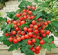 Vista 2 de Semillas de tomate rojo de interior - Todo el año para plantar - Vegetales tradicionales - Sin OMG