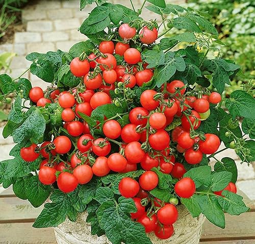 Miniatura 9 de Tomate rojo de interior - Planta durante todo el año - Vegetales tradicionales - Sin OMG