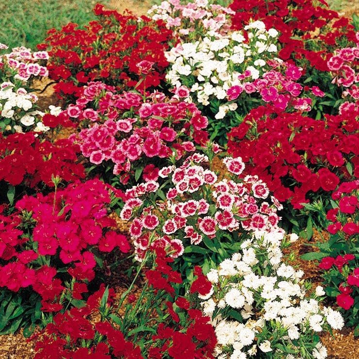 Park Seed Telstar Mix Hybrid Dianthus Seeds