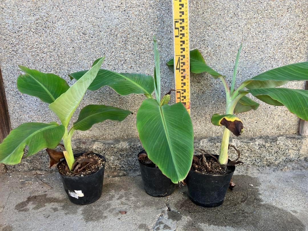 ドワーフナムワ バナナ 苗（中1本） 最終価格 ドワーフナムワバナナ中