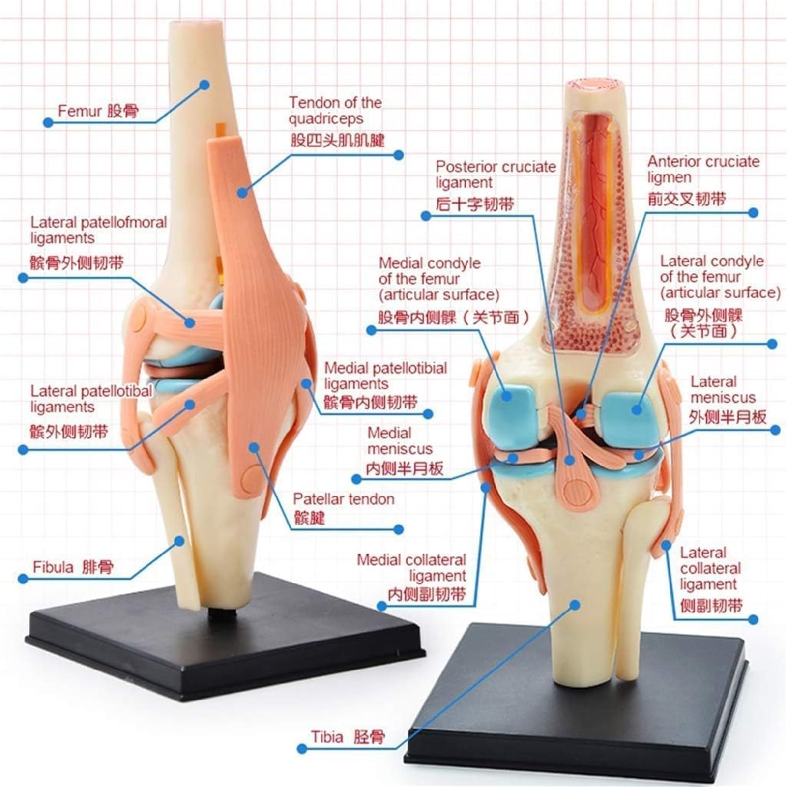 4D Montaż ludzkiego stawu kolanowego model do nauki medycznej DIY anatomia zestaw do symulacji anatomii