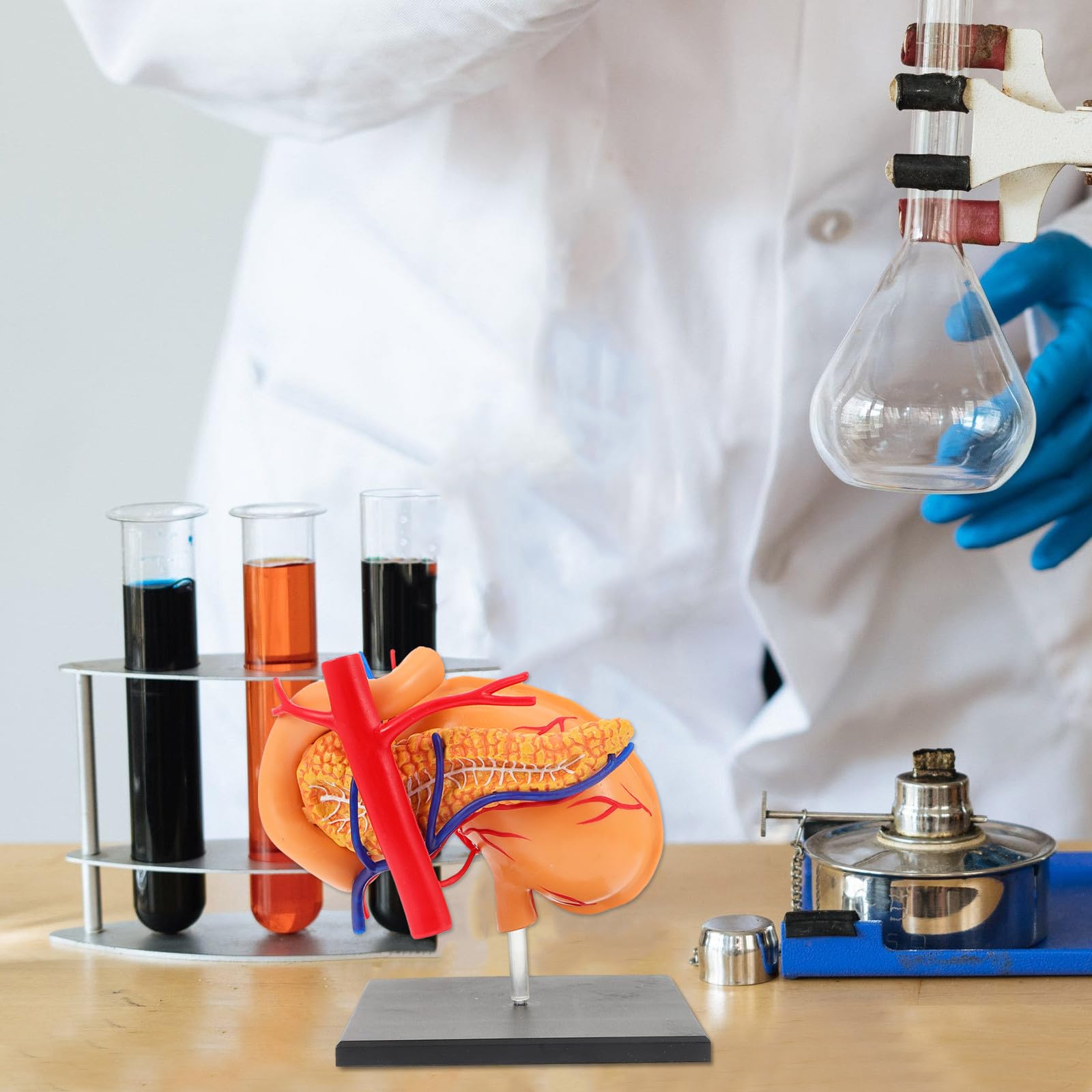 Zerodeko Modèle Anatomique D'estomac Aide la Compréhension du Système Digestif Humain en Plastique Léger pour Classes Biologiques, Matériel Pédagogique pour Étudiants