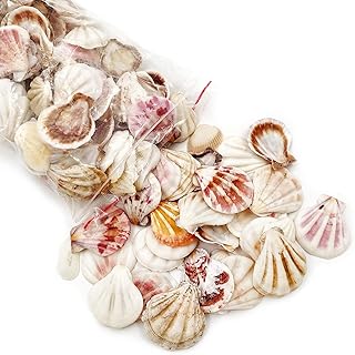 Excefore Small Tiny Sea Shells Mixed Beach Seashells Natural Seashells for DIY Craft Home Decor Vase Fillers (3-4cm Fan Shape seasells