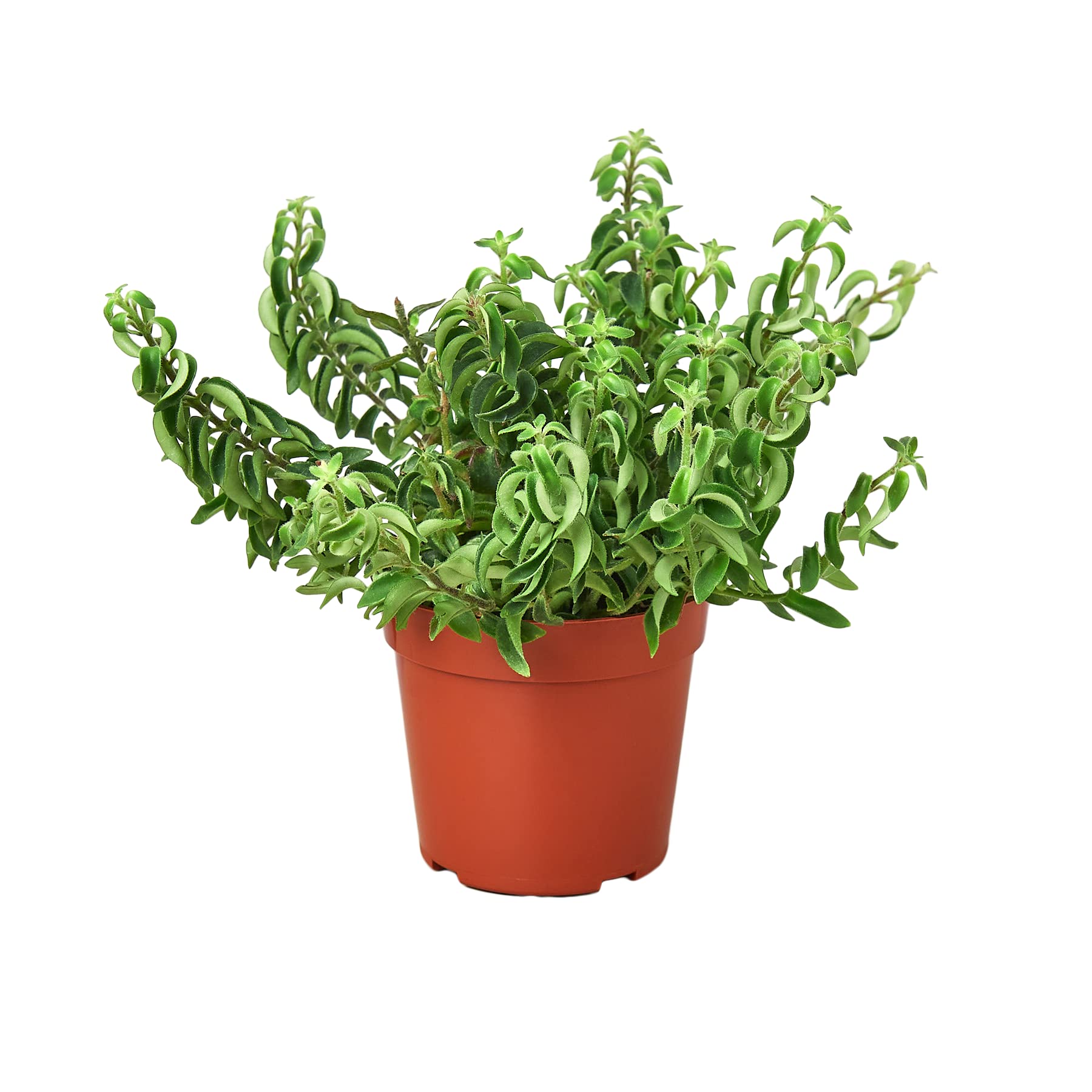 House Plant Shop Lipstick Curly 4-Inch Pot