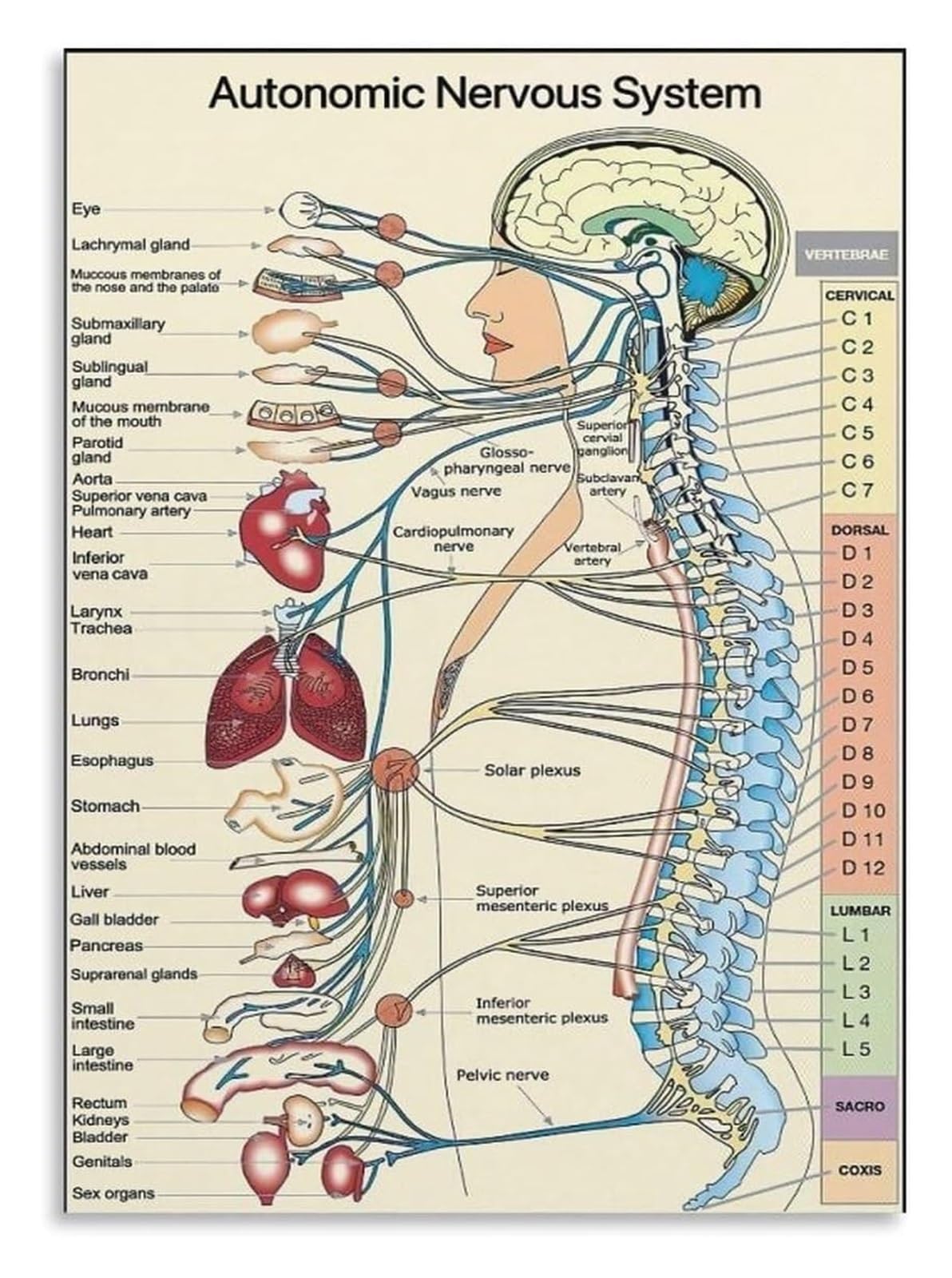 EKFBQBGW Human Anatomy Metal Sign Autonomic Nervous System Chart Science Diagram Educational Office Wall Decor for Doctor Clinic or Home 8 X 12 in