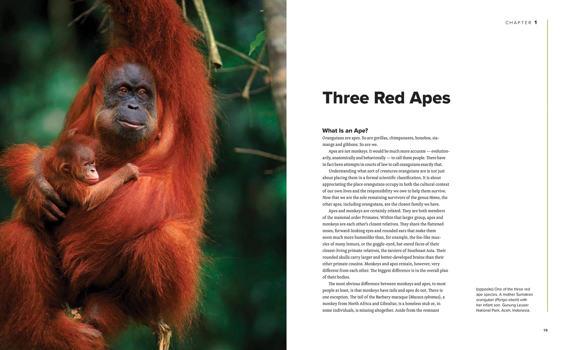Orangutans: Their History, Natural History and Conservation