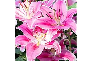 Elephant Ears Bulbs for Planting (4-Pack) - Colocasia Esculenta Hawaiian Punch -...