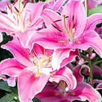 lily 3832122770__68786.1739818648.