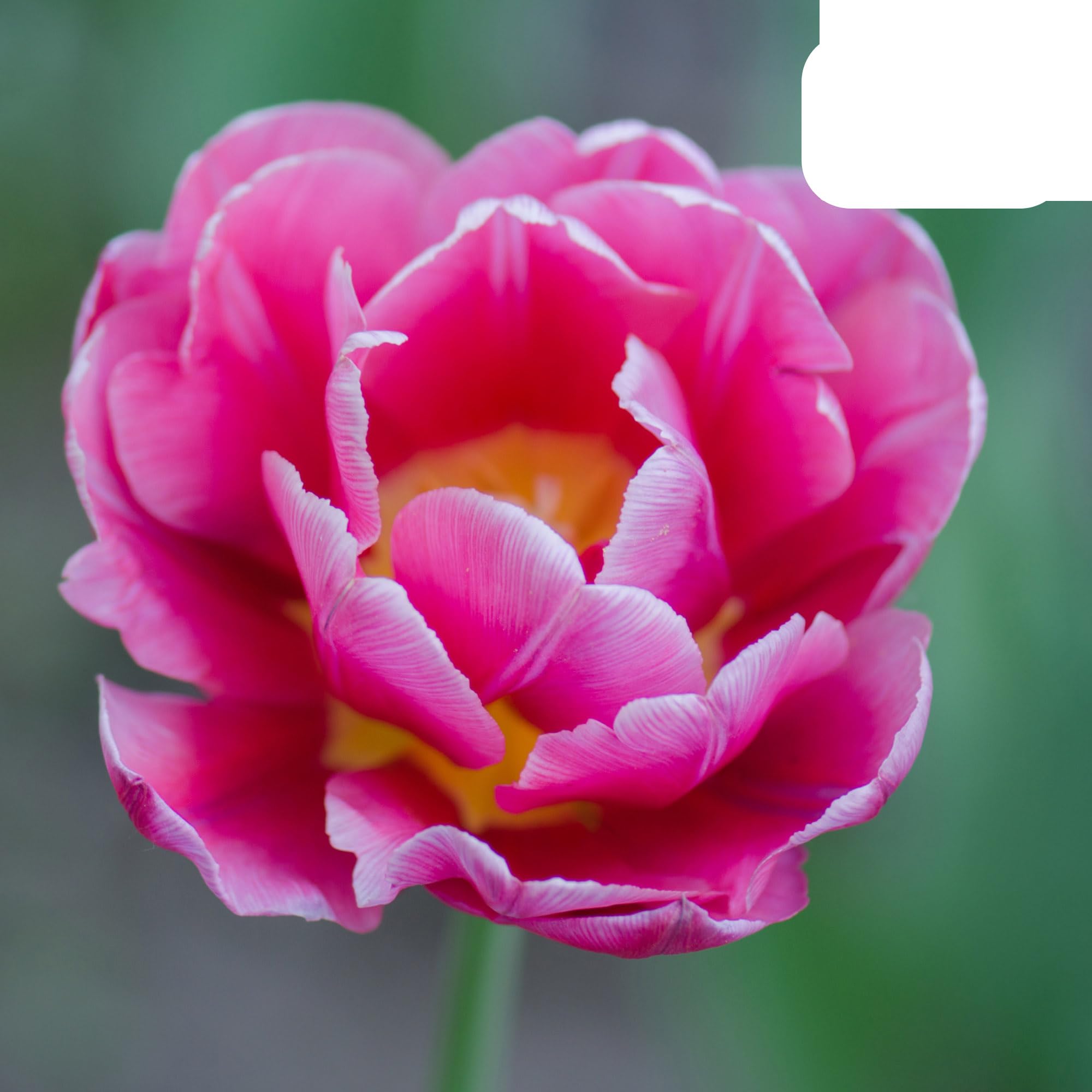 Bulbos de tulipán Columbus | 20 Piezas - Pink-White Double Pio Tulip - 30-50cm - Ø5cm - bulbo de flor - Planta de jardín