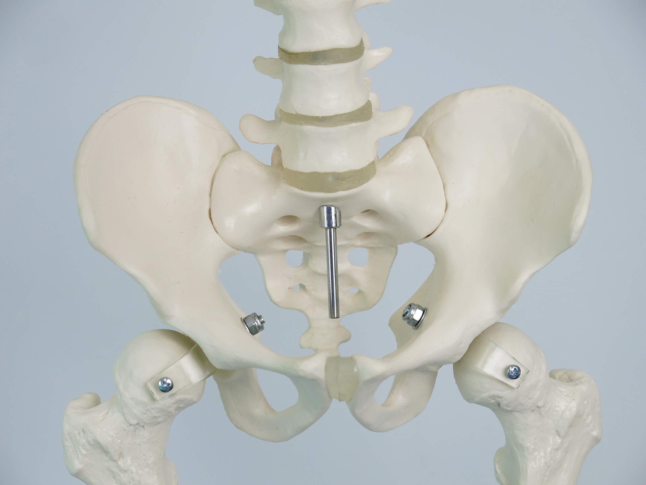 3B Scientific kleines Menschenskelett, Modell „Shorty“, Becken montiert auf einem Sockel A18 + kostenlose Anatomie-Software - 3B Smart Anatomy (evtl. nicht in deutscher Sprache)