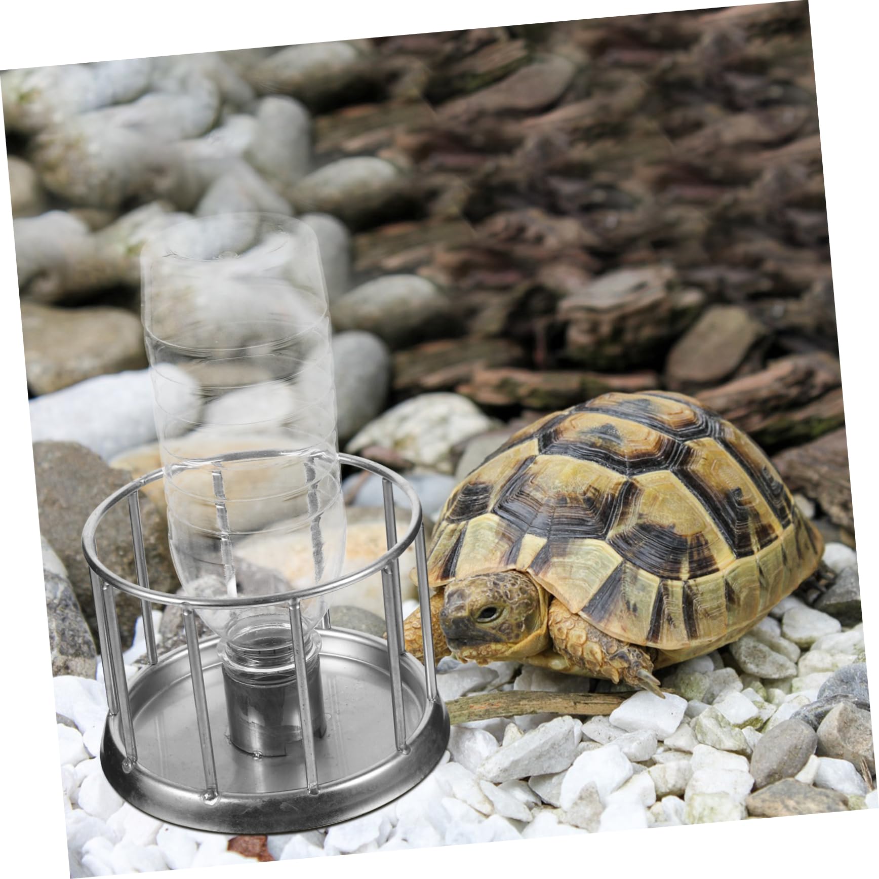 BESPORTBLE 5piezas Bebedero De Agua para Reptiles De Acero Inoxidable Plato De Alimentación Mini para Tortugas Dispositivo Antisalpicaduras para Terrarios y Reptiles