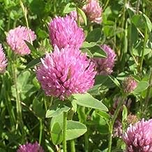 Outsidepride Perennial Red Clover Seeds - 5 lbs. Self-Seeding, Nitrocoated, Inoculated for Lawn, Yard, Forage, Pasture, Hay, Nitrogen Fixation, Soil Improvement & Crop Rotation Programs