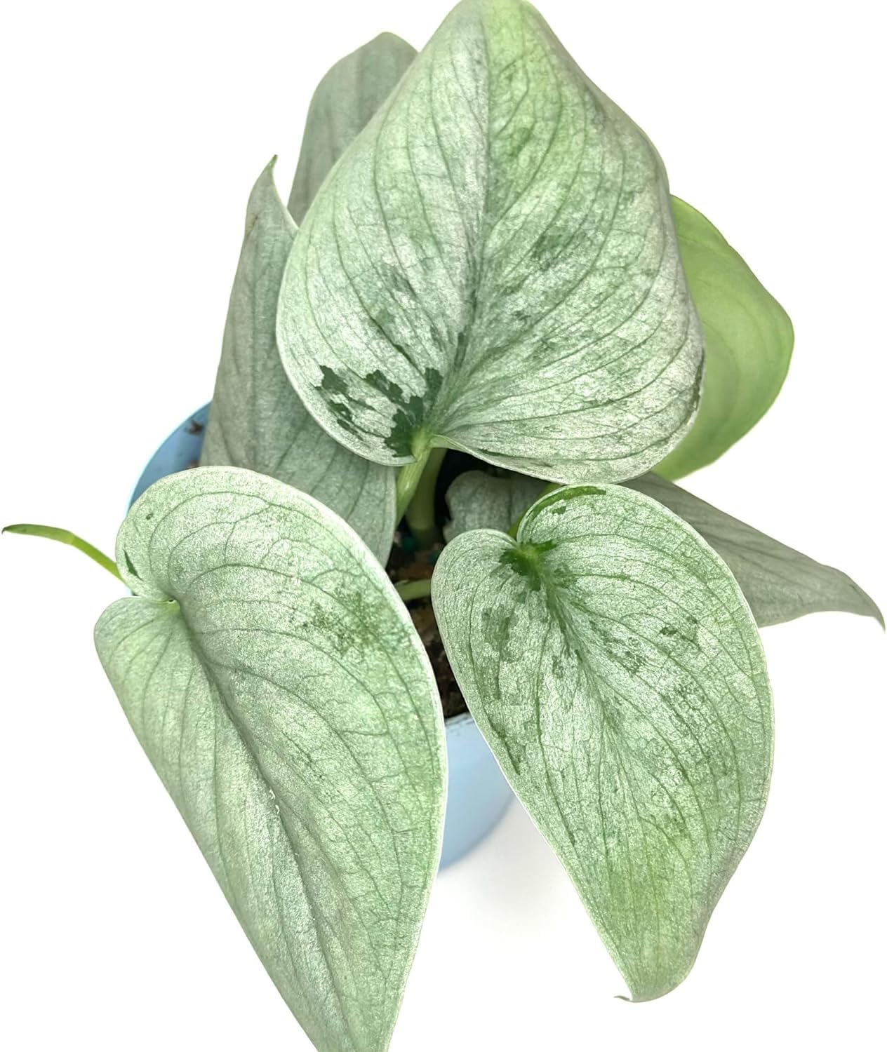 Amazon.com : Scindapsus Sooo™ Silver Newly Cultivates Plants Live