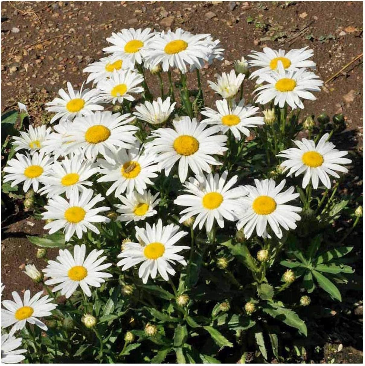 Everwilde Farms - 1/4 Lb Silver Princess Shasta Daisy Wildflower Seeds - Gold Vault