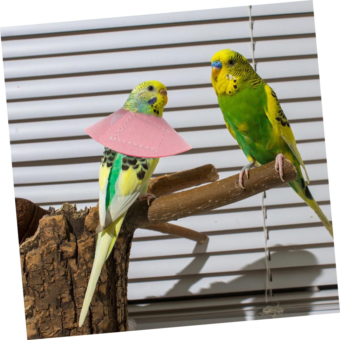 Yardwe Bird Neck Cone Bird -Biting Tool Parrot Cone Collar Parrot Decorative Collar