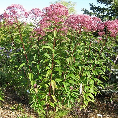 Hollow Joe-pye weed (Eutrochium fistulosum)