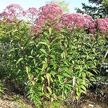 50 Seeds of Eupatorium Fistulosum - Joe Pye Weed. Beautiful Tight Clusters of Charming Pink Flowers!